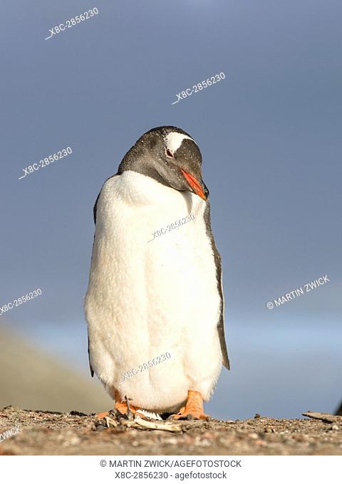Gentoo Penguin (Pygoscelis papua), Falkland Islands. South America, Falkland Islands, January