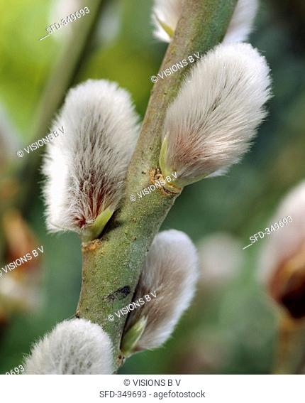 Pussy willow catkins close-up