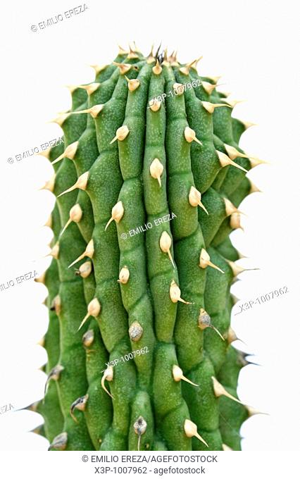 Hoodia gordonii, también llamada cactus del Kalahari  Planta suculenta inhibidora del apetito, utilizada por el pueblo bosquimano de Sudáfrica desde hace...