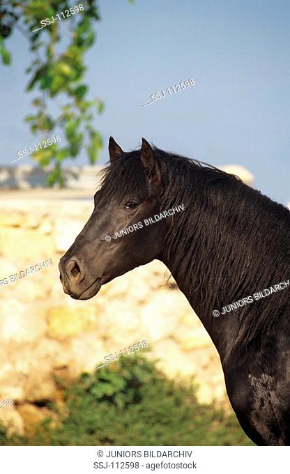Menorquin horse - portrait