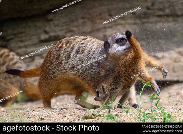 20 July 2023, Saxony-Anhalt, Magdeburg: A meerkat carries his few weeks old cub from the cave into the outdoor enclosure