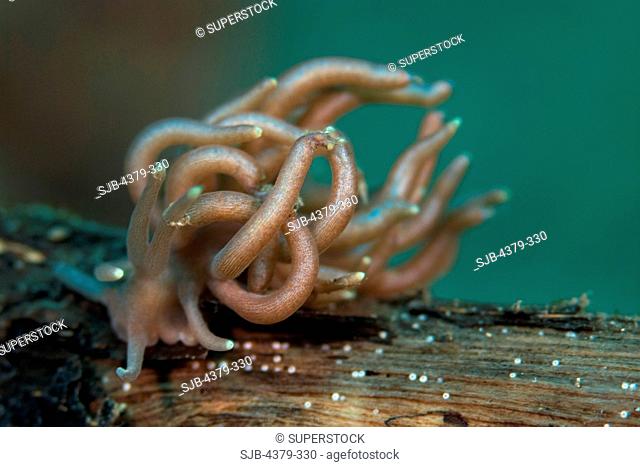 Phyllodesmium briareum Sea Slug