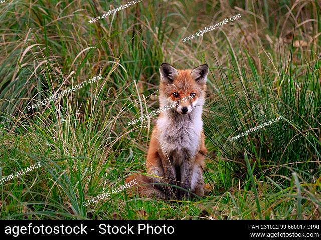 21 October 2023, Brandenburg, Trebbin: 21.10.2023, Trebbin. A young red fox (Vulpes vulpes) sits in a nature reserve in the nature park Nuthe-Nieplitz on a wet...