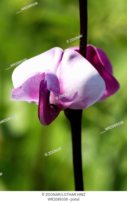 Lablab purpureus, Hyacinth bean, Dolichos bean