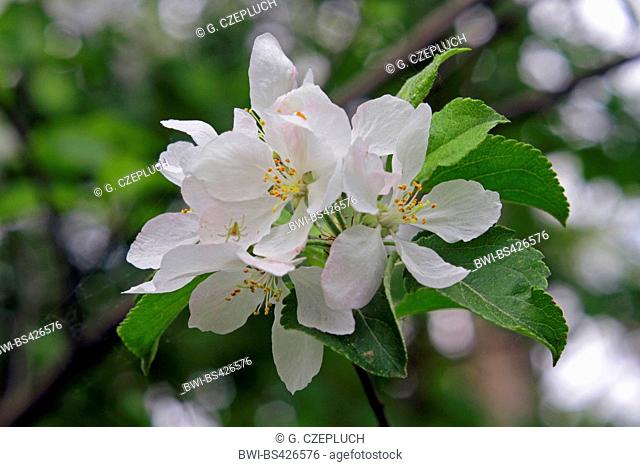 apple tree (Malus domestica), apple flowers