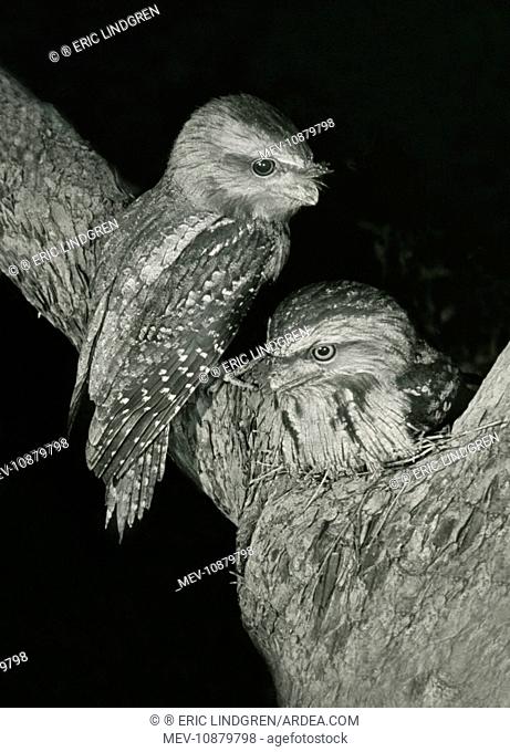 Tawny Frogmouths - pair at their nest in a Jarrah Tree in south-western Australia. (Podargus strigoides ). Mt Barker, Western Australia. Spring 1957