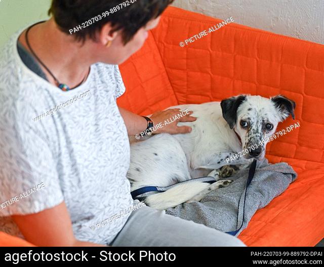 27 June 2022, Brandenburg, Neutrebbin: Antje Krause-Neufeld, dog trainer, with very fearful dog ""Pünkti Anton"" on her fear dog farm in the Oderbruch
