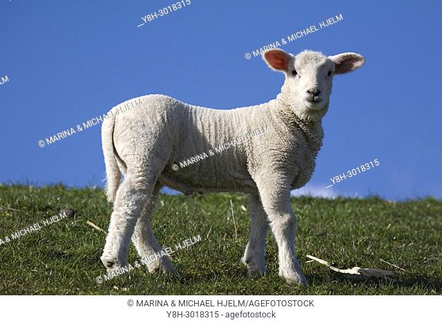 Domestic Sheep; Ovis aries; Schleswig-Holstein; Germany