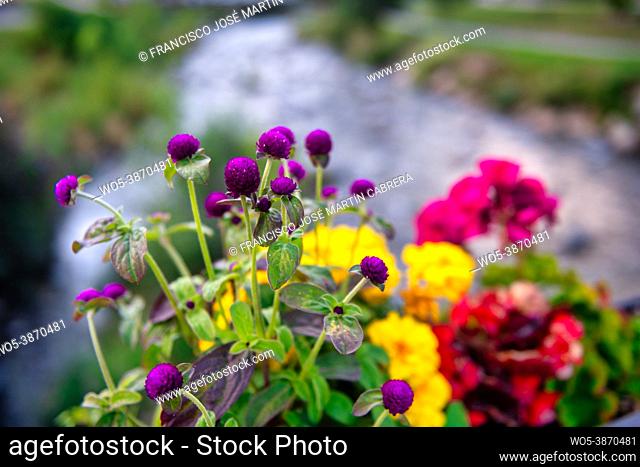 Flowers in Vielha Mitg Aran village in the Pyrenees in the Aran Valley, Spain. Located on the banks of the river Garonne