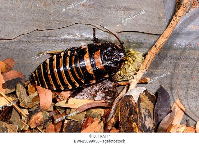Giant madagascar hissing cockroach (Princisia spec.), on fallen leaves on the ground, Madagascar, Nosy Be, Lokobe Reserva