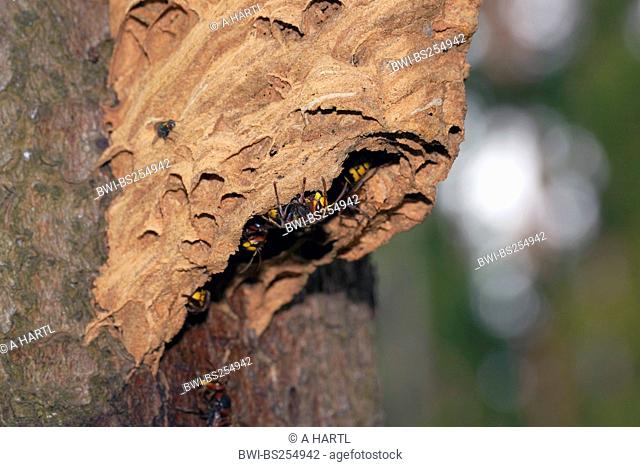 hornet, brown hornet, European hornet Vespa crabro, at nest entrance, Germany, Bavaria