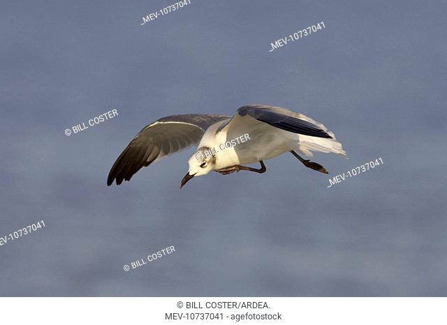 Laughing Gull - scratching in flight (Larus atricilla)