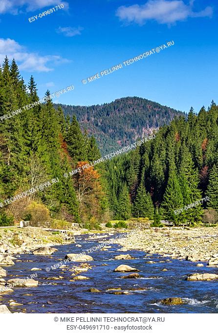 autumnal landscape with narrow river in spruce forest. beautiful nature scenery mountainous area under blue sky with clouds