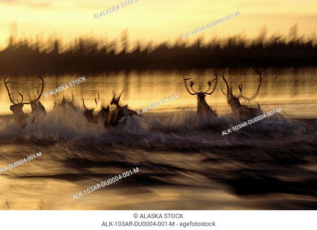 Caribou herd running across Kobuk river at sunset blurred Arctic Alaska Kobuk Valley National Park Autumn