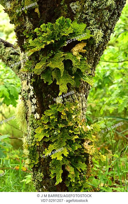 Lung lichen (Lobaria pulmonaria) is a medicinal foliose lichen that grows on an oak bark tree. This photo was taken in Muniellos Biosphere Reserve, Asturias
