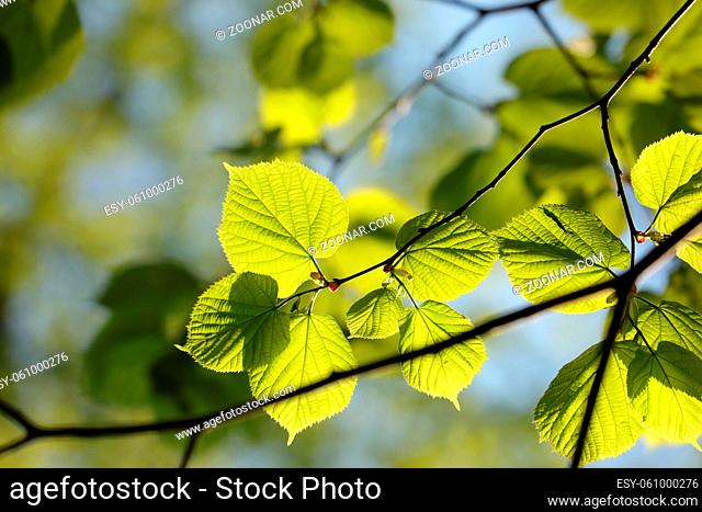 Spring linden leaves on a twig in the forest