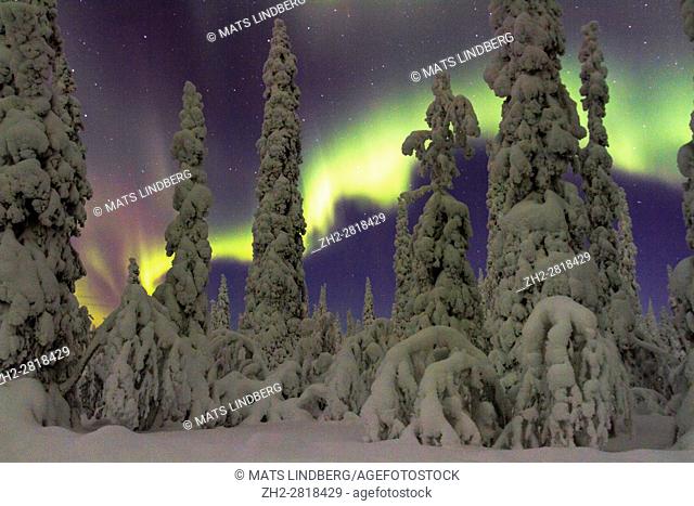 Northern light, Aurora borealis, over forest in winter season, plenty of snow hanging on the trees, Gällivare, Swedish Lapland, Sweden