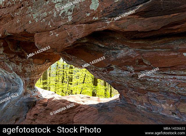 Pea rock, natural breakthrough in the rock face of red sandstone with a view of the spring forest, France, Lorraine, Moselle department, Bitcherland