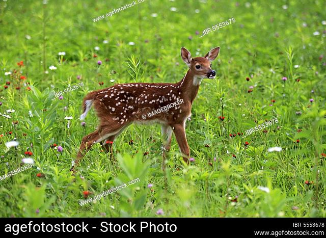 White-tailed deer (Odocoileus virginianus), juvenile, ten days, Pine County, Minnesota, North America, USA, North America