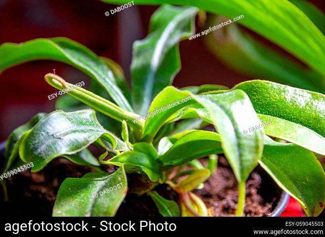 Nepenthes carnivorous plant. Close up view background
