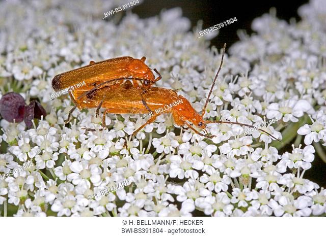 black-tipped soldier beetle (Rhagonycha fulva), mating on an inflorescence, Germany