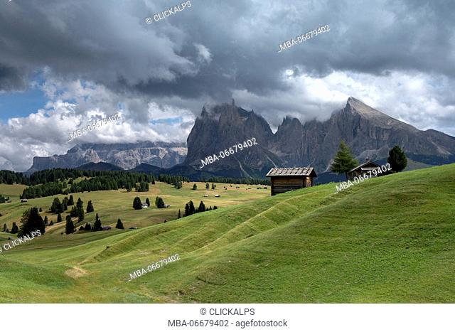 Alpe di Siusi/Seiser Alm, Dolomites, South Tyrol, Italy. View from the Alpe di Siusi to the peaks of Sassolungo/Langkofel and Sassopiatto / Plattkofel