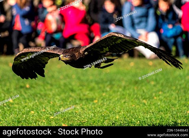 The Harris's hawk, Parabuteo unicinctus formerly known as the bay-winged hawk or dusky hawk, is a medium-large bird of prey