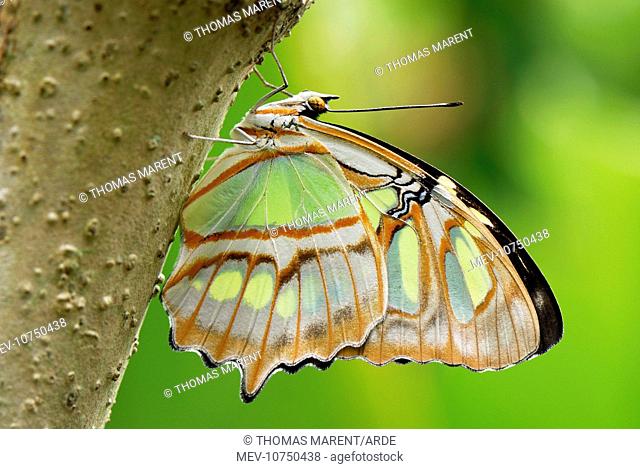 Pearly Malachite Butterfly (Siproeta stelenes)