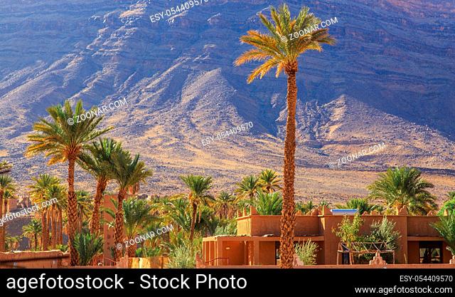 Beautiful Moroccan palm grove landscape in desert