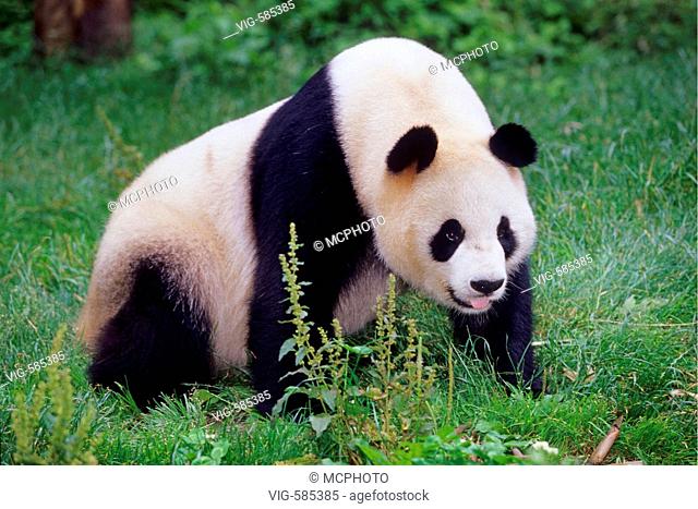 Erwachsener Grosser Panda beim Fressen von Bambus in der Forschungsstation Wolong/China - Wolong, Sichuan, China, 04/08/2006