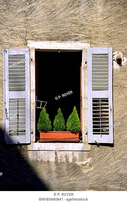 Lemon Scented Monterey Cypress (Cupressus macrocarpa 'Goldcrest', Cupressus macrocarpa Goldcrest), indoor conifers in a window box on a windowsill, France