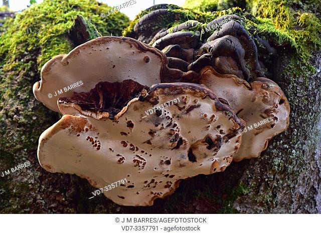Fire sponge or willow bracket (Phellinus igniarius) is a saprobic fungus that grows on trunks. This photo was taken in Otzarreta Forest, Euskadi, Spain