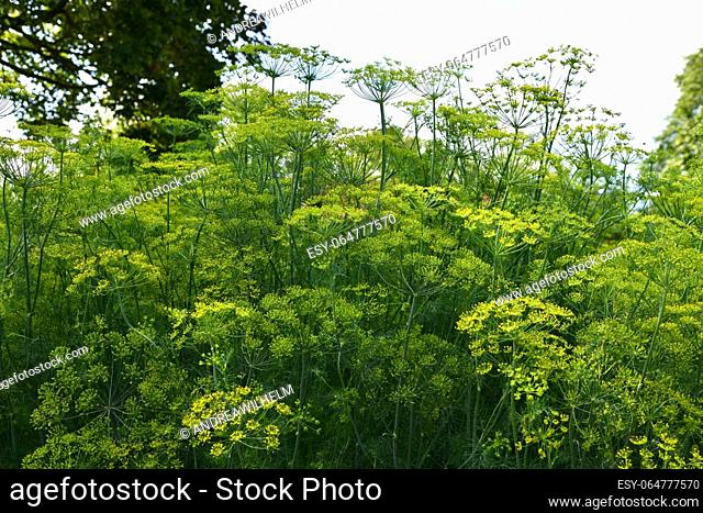 Dill is a versatile culinary herb
