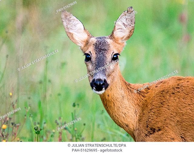 A roe deer (Capreolus capreolus) stands next to a country lane at dusk near Sehnde, Germany, 03 September 2014. Photo: JULIAN STRATENSCHULTE/DPA | usage...