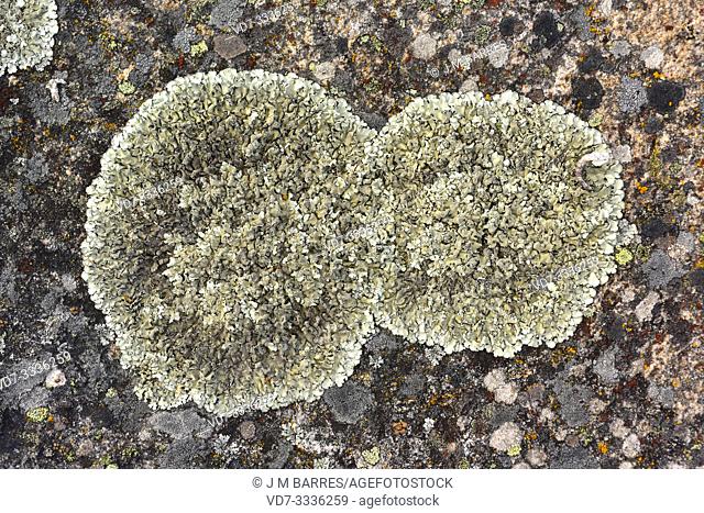 Parmelia caperata or Flavoparmelia caperata is a foliose lichen with sorelia. This photo was taken in Arribes del Duero Natural Park, Zamora province