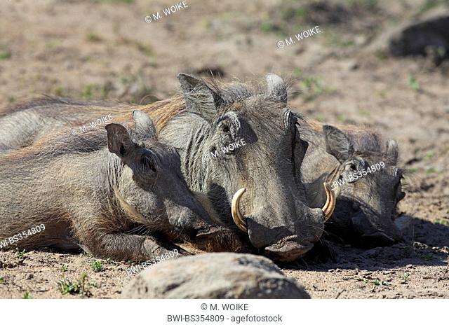 common warthog, savanna warthog (Phacochoerus africanus), female and two young warthogs lie on the belly, South Africa, Umfolozi Game Reserve
