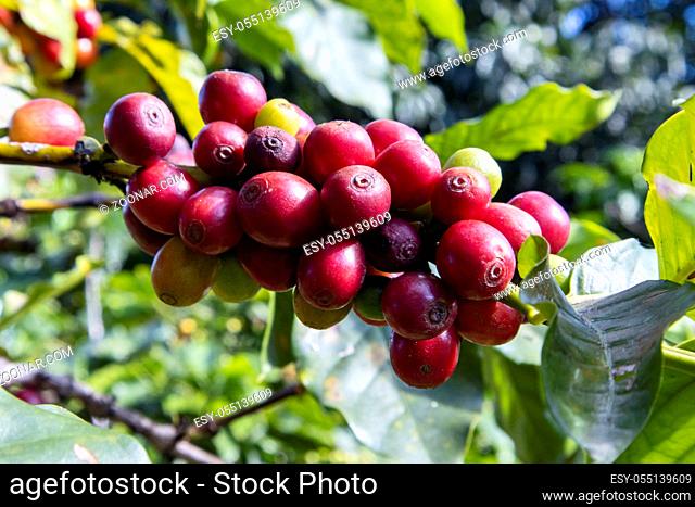 Kaffeebohnen an einem Baum