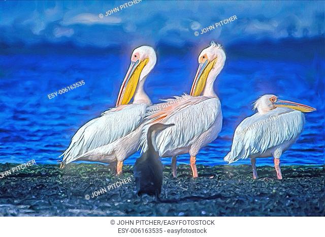 Pinkbacked pelicans at Lake Naivasha, Kenya
