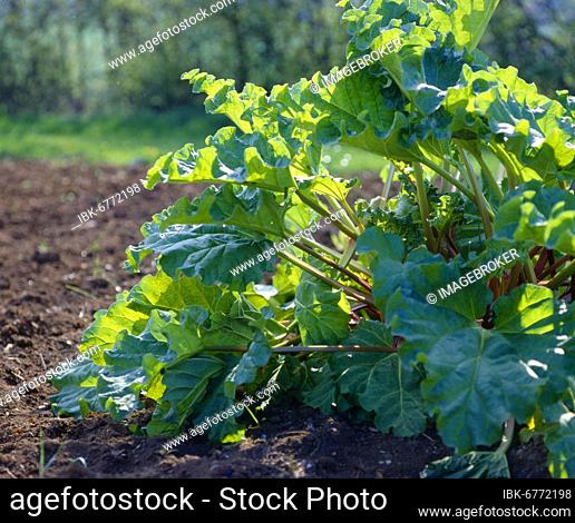Rhapontic (Rheum rhaponticum) Common rhubarb