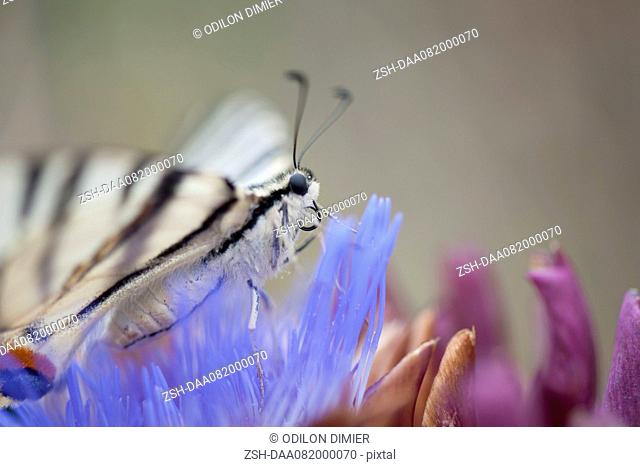 Zebra swallowtail butterfly flying over artichoke flower