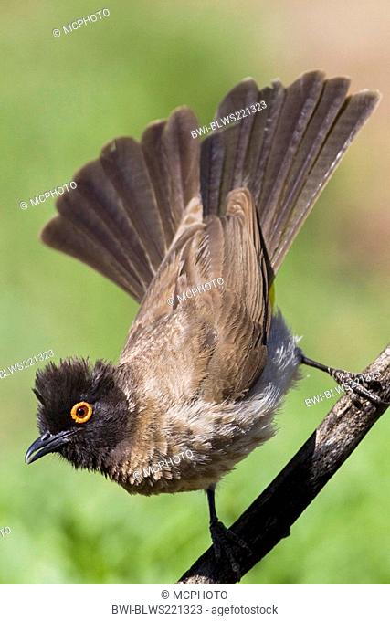 red-eyed bulbul Pycnonotus nigricans, on a branch, Namibia