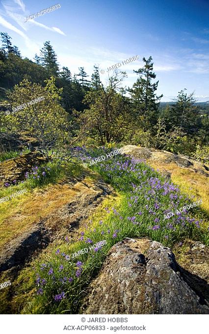 Garry Oak Habitat and spring flowers at the summit of Mill HIll, Victoria, Vancouver Island, British Columbia, Canada