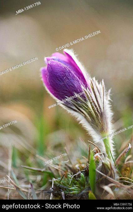pasque flower, pulsatilla vulgaris, blooming, meadow