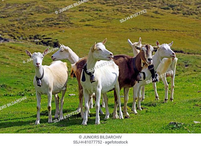 Polled domestic goats, most of them Saanen Goats standing on an an alplne meadow. Dolomites, South Tyrol, Italy