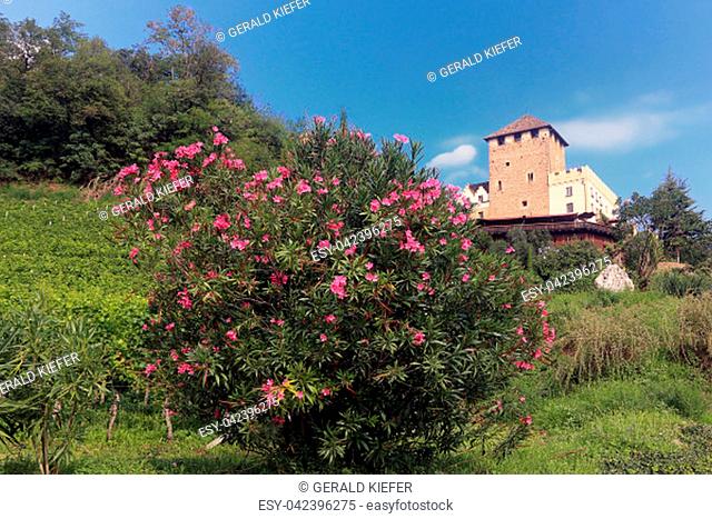 oleander blooms in front of the castle basket near eppan in south tyrol