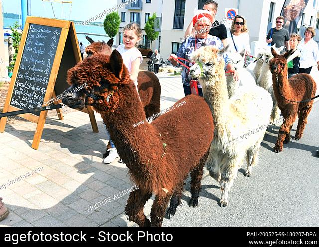 09 May 2020, Saxony, Kahnsdorf: A first hike this year with the alpacas of Diana Gröhmann from the Alpaca-Shop Leipziger Land can be enjoyed by a family from...