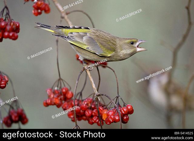 Greenfinch and Guelder Rose berries, Lower Saxony, European greenfinch (Carduelis chloris) and Common Snowball, berries, Lower Saxony, Greenfinch, finches
