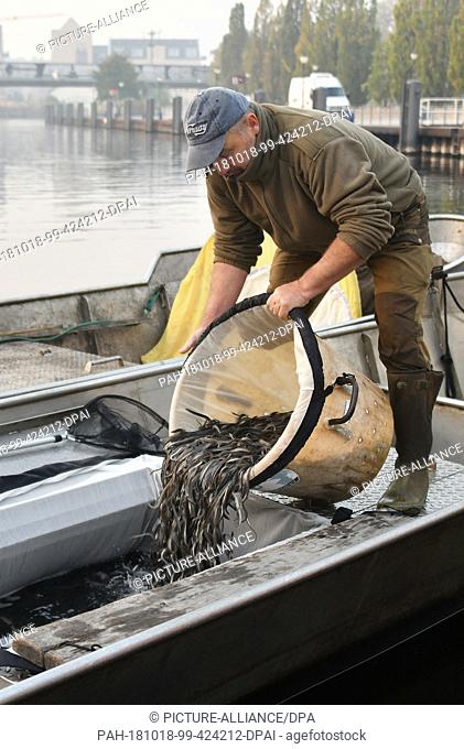 18 October 2018, Brandenburg, Potsdam: Fischer Mario Weber loads his barge with young eels. As part of a pilot project to promote the European eel population