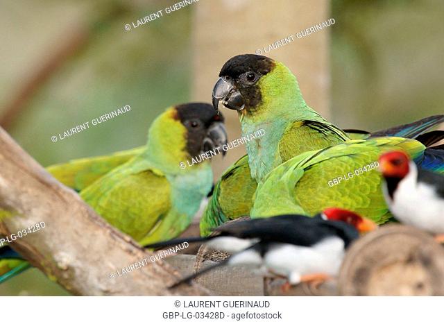 Birds, Prince-black, Cardinal-pity-swampland, Pantanal, Mato Grosso do Sul, Brazil