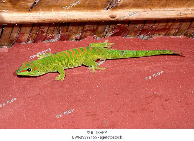 madagascar giant day gecko (Phelsuma madagascariensis grandis, Phelsuma grandis), sits at a house wall, Madagascar, Diana